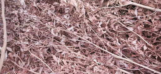 Closeup of dried brnch