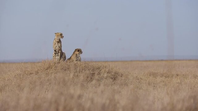 Extreme wide rotating of a pair of cheetahs (Acinonyx jubatus) resting on a termite mound scanning the savannah in kenya 