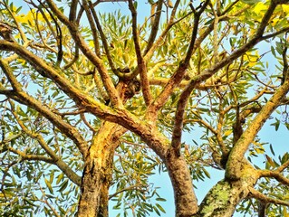 tree whit Lush green leaves against blue sky, nature background 