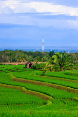 Fototapeta premium Beautiful morning view indonesia panorama landscape forest with beauty color and sky natural light