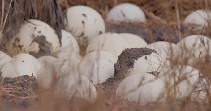 Extreme close up of a Somali ostriches (Struthio molybdophanes) cluster of muddy eggs in the savannah grasslands in kenya