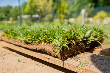 Close-Up of Turf Sod on Wooden Pallet