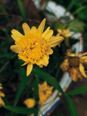 a yellow Chrysanthemum flower blooming in a pot 