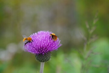 Two Bumblebees Feeding on a Purple Thistle Flower in Norway