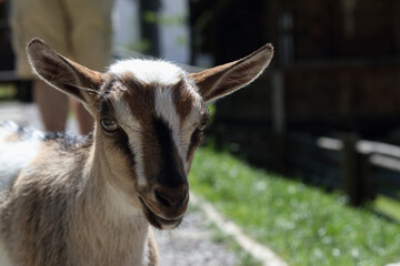 Side view of a goat’s face, brown-white fur, clear sunny lighting in farm environment.