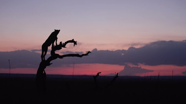 Very wide gimbal parallax of Cheetah (Acinonyx jubatus) standing on top of dead tree silhouetted against the sunset in Kenya