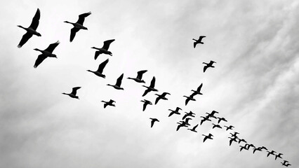 Fototapeta premium Flying birds silhouettes on white background. Vector illustration. isolated bird flying. tattoo design.