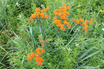 Butterfly weed in lush foliage at Wayside Woods in Morton Grove, Illinois