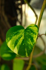 Golden phontos, ceylon creeper, ivy arum, taro vine, devil's ivy, sirih gading or epipremnum aureum growth inr © Rezmita