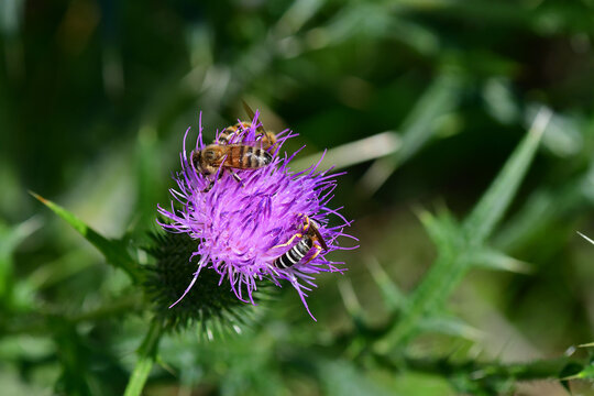 bee on flower of a thistle