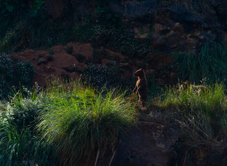 Brown bear (Ursus arctos). Europe