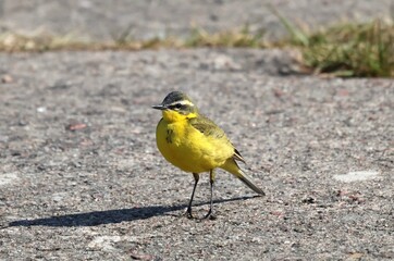 Yellow Wagtail Motacilla flava