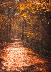 Autumn Forest Path with Golden Beech Leaves in Seasonal Woodland
