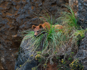 Brown bear (Ursus arctos). Europe