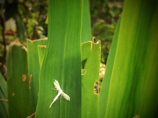 Baby Moth on a leaf