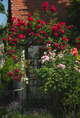 Red and Pink Climbing Roses Blooming on Garden Trellis in Summer