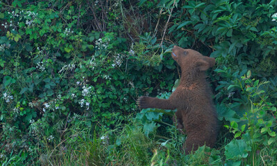 Brown bear (Ursus arctos). Europe