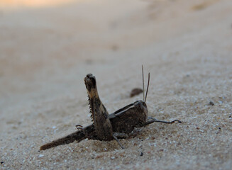 Grasshopper Resting on Desert Sand