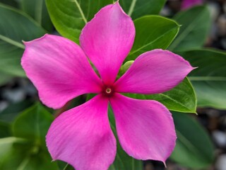 Bright Pink Petals and Green Foliage