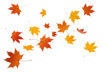 Scattered autumn maple leaves isolated on transparent background