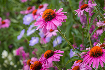 echinacea purpurea pink cornflower and scabiosa caucasica blossom