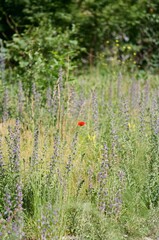 Summer Meadow with Purple Wildflowers and Red Poppy Vanadzor, Armenia
