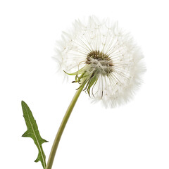 Macro shot of a white dandelion seed head isolated on black background for floral photography