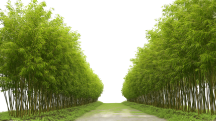  serene pathway lined with lush bamboo trees isolated on white background