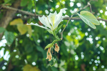 The blooming white-flowered Bauhinia