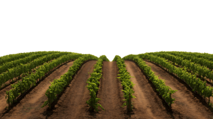rows of grapevines in vineyard isolated on white background