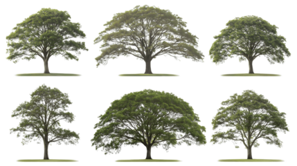 array of majestic trees showcasing their diverse forms and textures isolated on white background