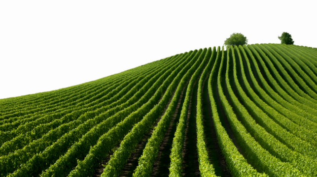 serene vista of lush vineyard isolated on white background - Powered by Adobe