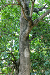 A thick tree trunk