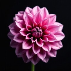 Dark chrome pink & purple dahlia, surreal macro, isolated on black background , pink, isolated, purple
