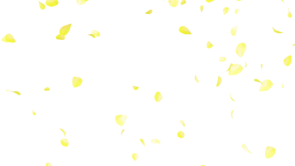 黄色いバラの花びらの乱舞：背景透過