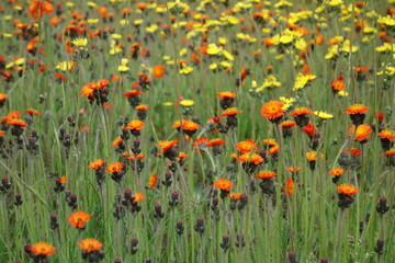 Orange Hawkweed