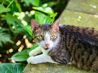 White-Base Tabby Cat Observing Surroundings on a Sunny Afternoon