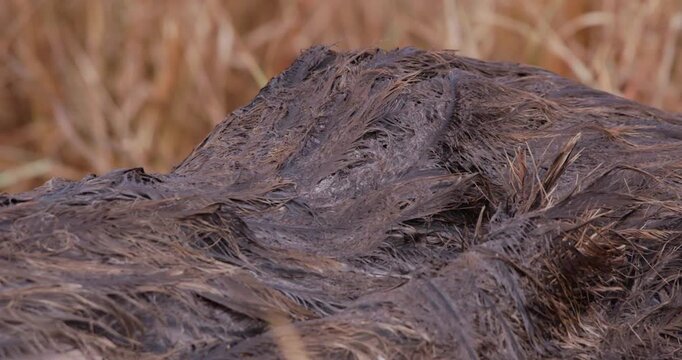 Extreme close up right to left of a Somali ostriches (Struthio molybdophanes) wet body after rains in the savannah in kenya