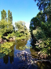 A beautiful, colorful natural landscape with a narrow backwater bursting with plant life on both banks, featuring water soldier (Salvinia natans) in the sunshine, against a blue sky.