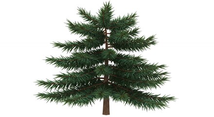 Conifer tree on white background