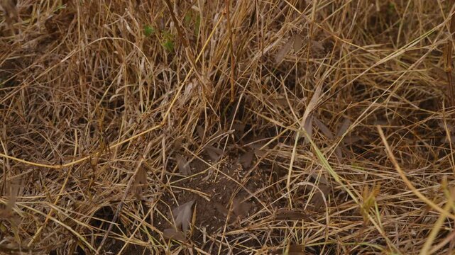 Extreme close up of Alate termites (Macrotermes michaelseni) bodies emerging from the ground after rains in the grasslands in kenya 