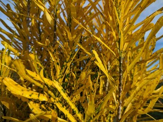 Yellow and Green Croton Leaves