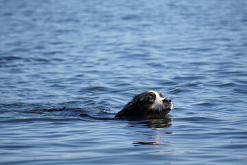 Bernese mountain dog paddling through blue lake water on summer day