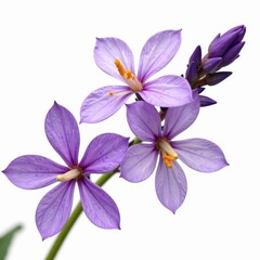 Delicate purple lavender blossoms, vibrant petals, isolated , flowers, design