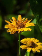 Vibrant Yellow Wildflowers Against Dark Background