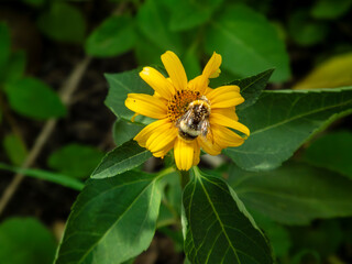 A Bumblebee on a Yellow Wildflower