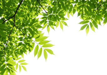 Obraz premium Green leaves isolated on transparent background