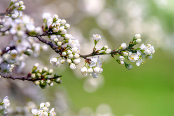 Cherry blossom branch in the garden in spring