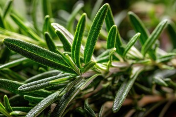 Close-up of vibrant green rosemary sprigs, showcasing textured leaves and subtle light reflections