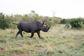 Obraz premium Black Rhino Walking in African Grassland